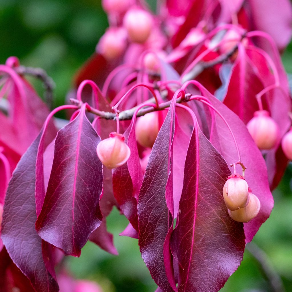 Euonymus grandiflorus Red Wine