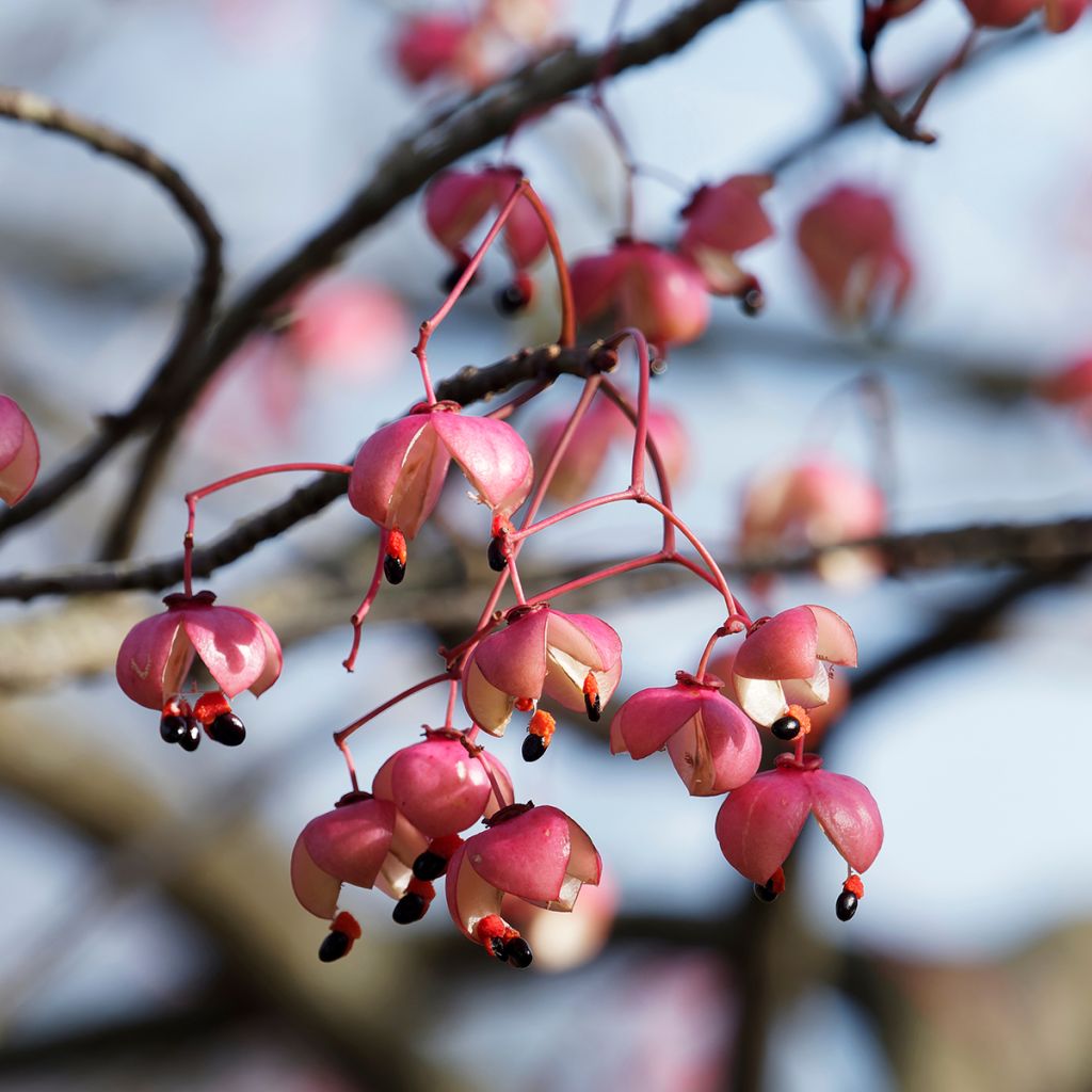 Euonymus grandiflorus Red Wine
