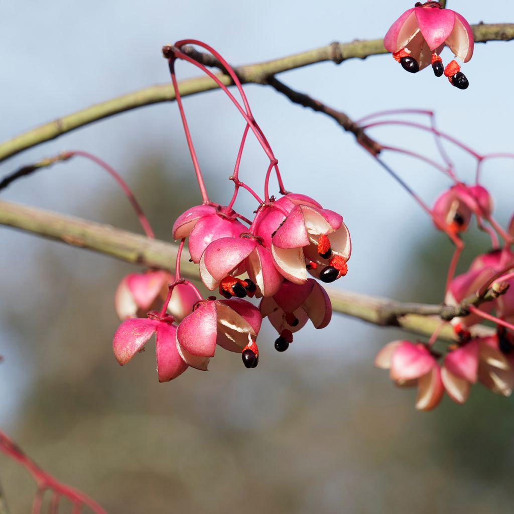 Euonymus grandiflorus Red Wine