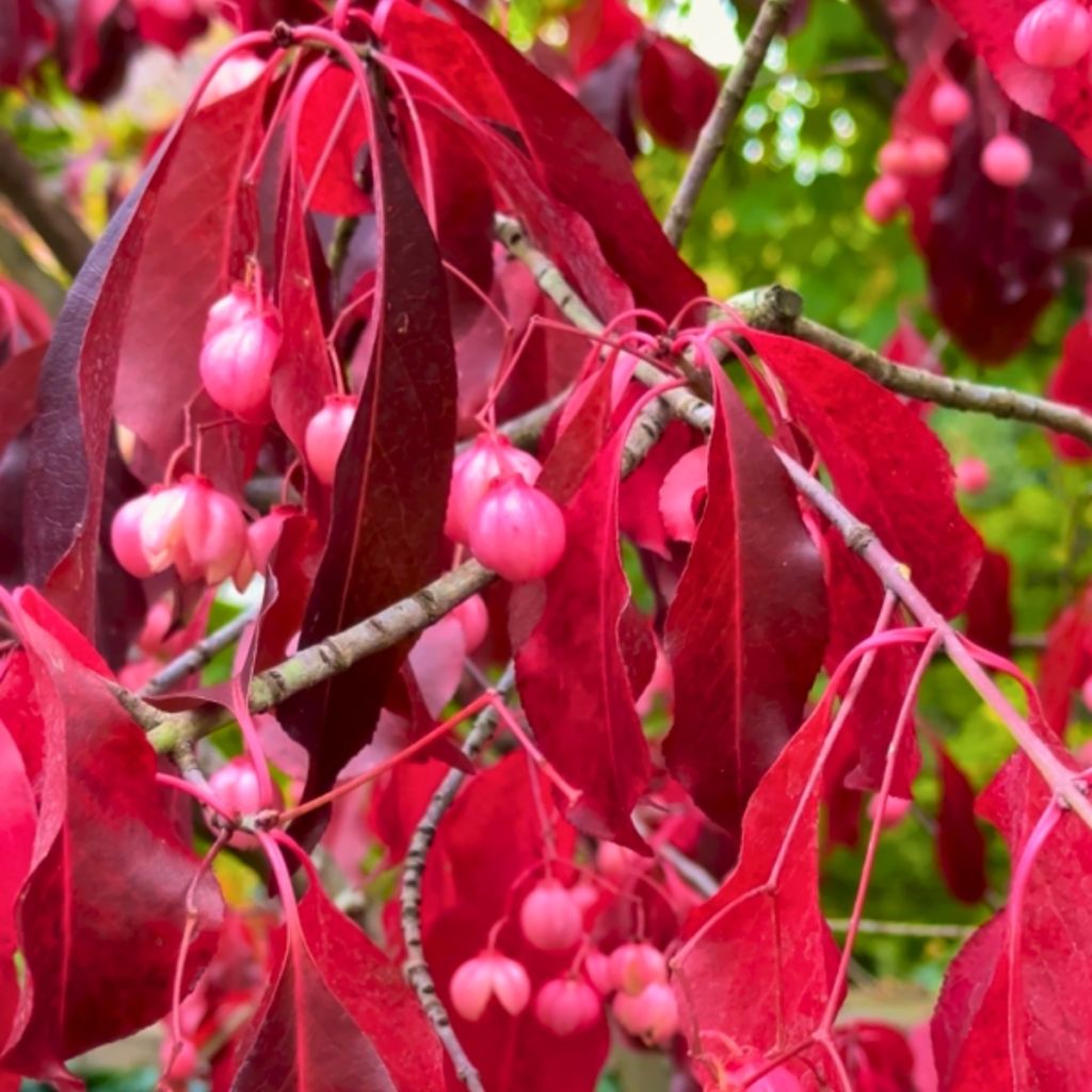 Euonymus grandiflorus Ruby Wine