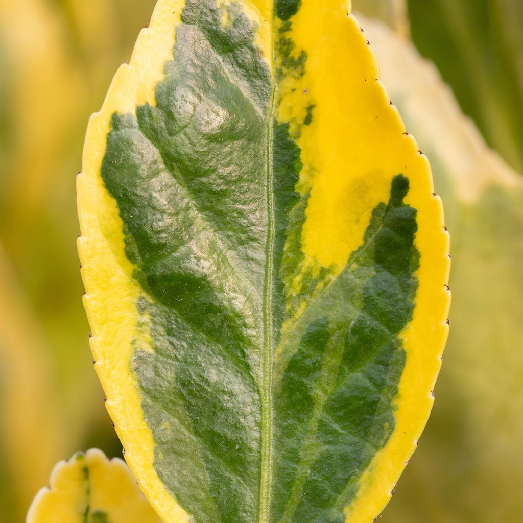 Fusaria giapponese Aureus