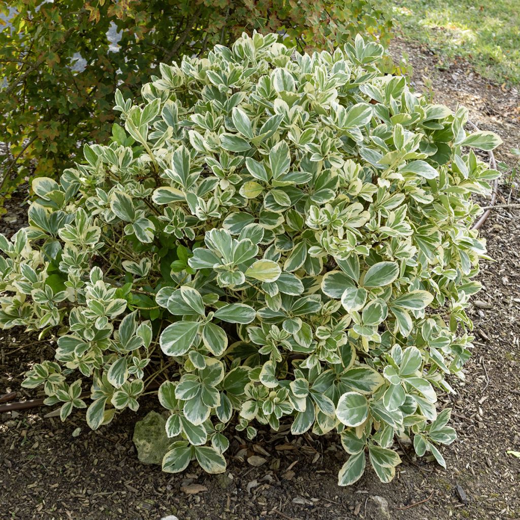 Fusaria giapponese Bravo