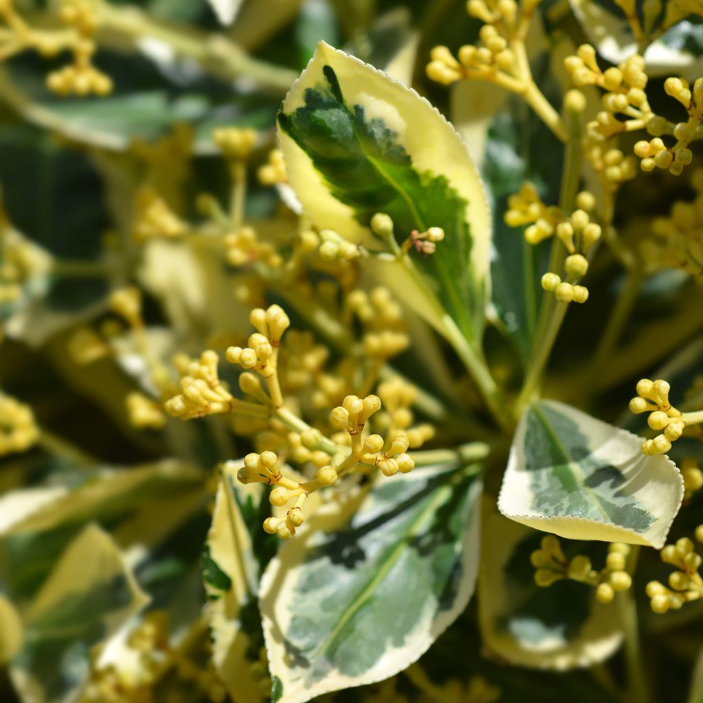 Fusaria giapponese Bravo