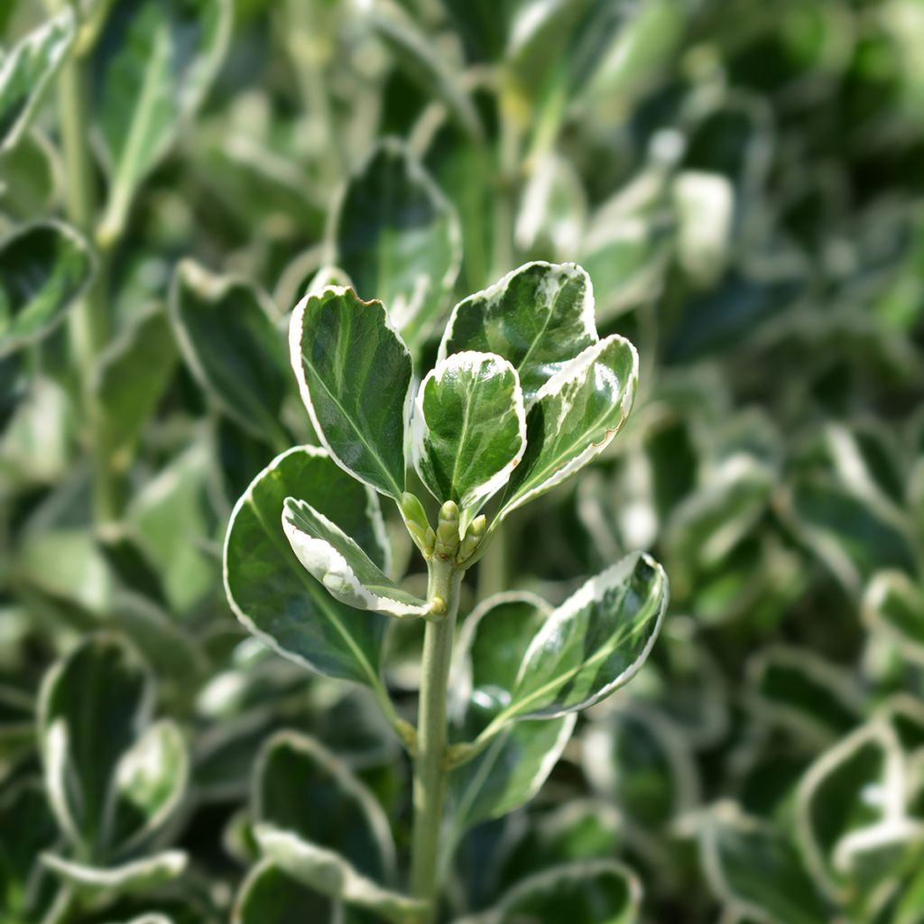 Fusaria giapponese Bravo