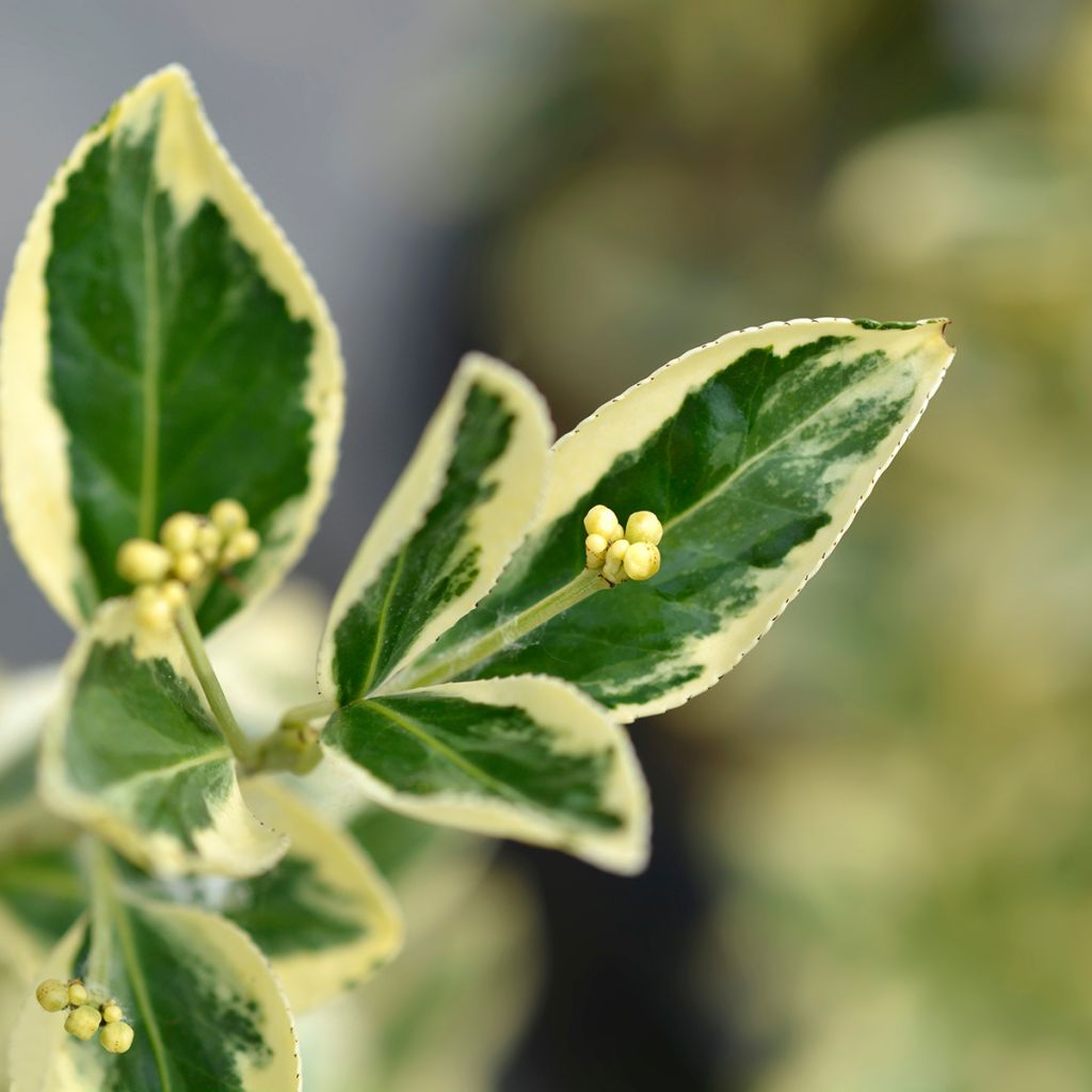 Fusaria giapponese Bravo