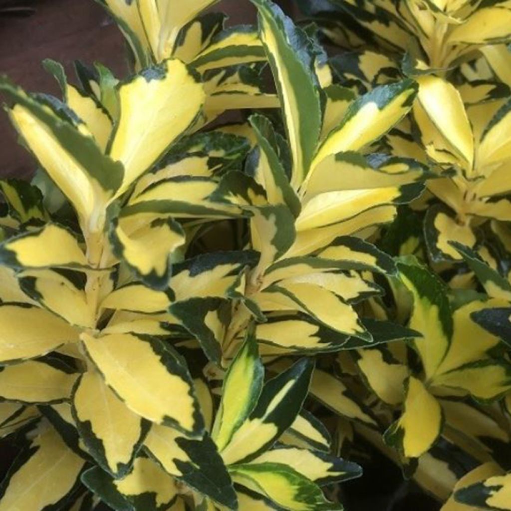 Fusaggine giapponese Exstase Goldbolwi