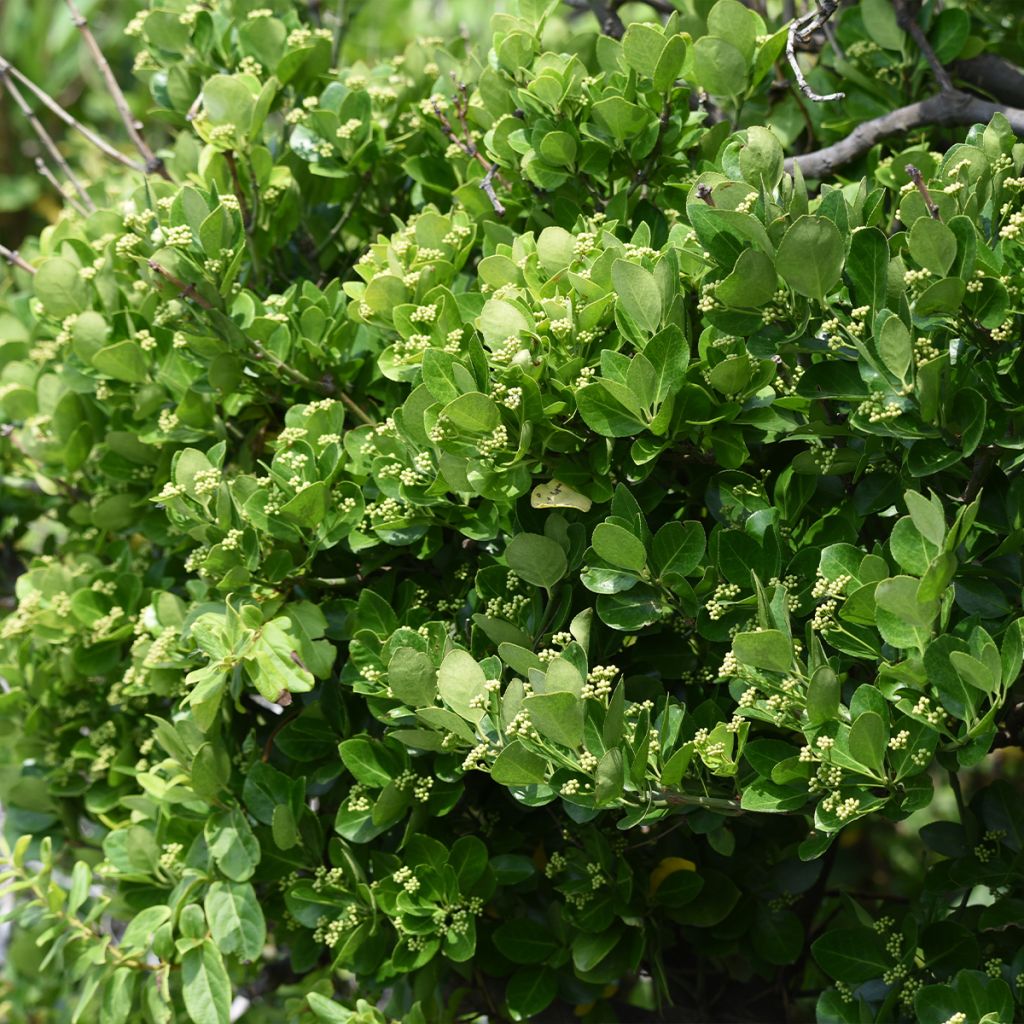 Fusaria giapponese