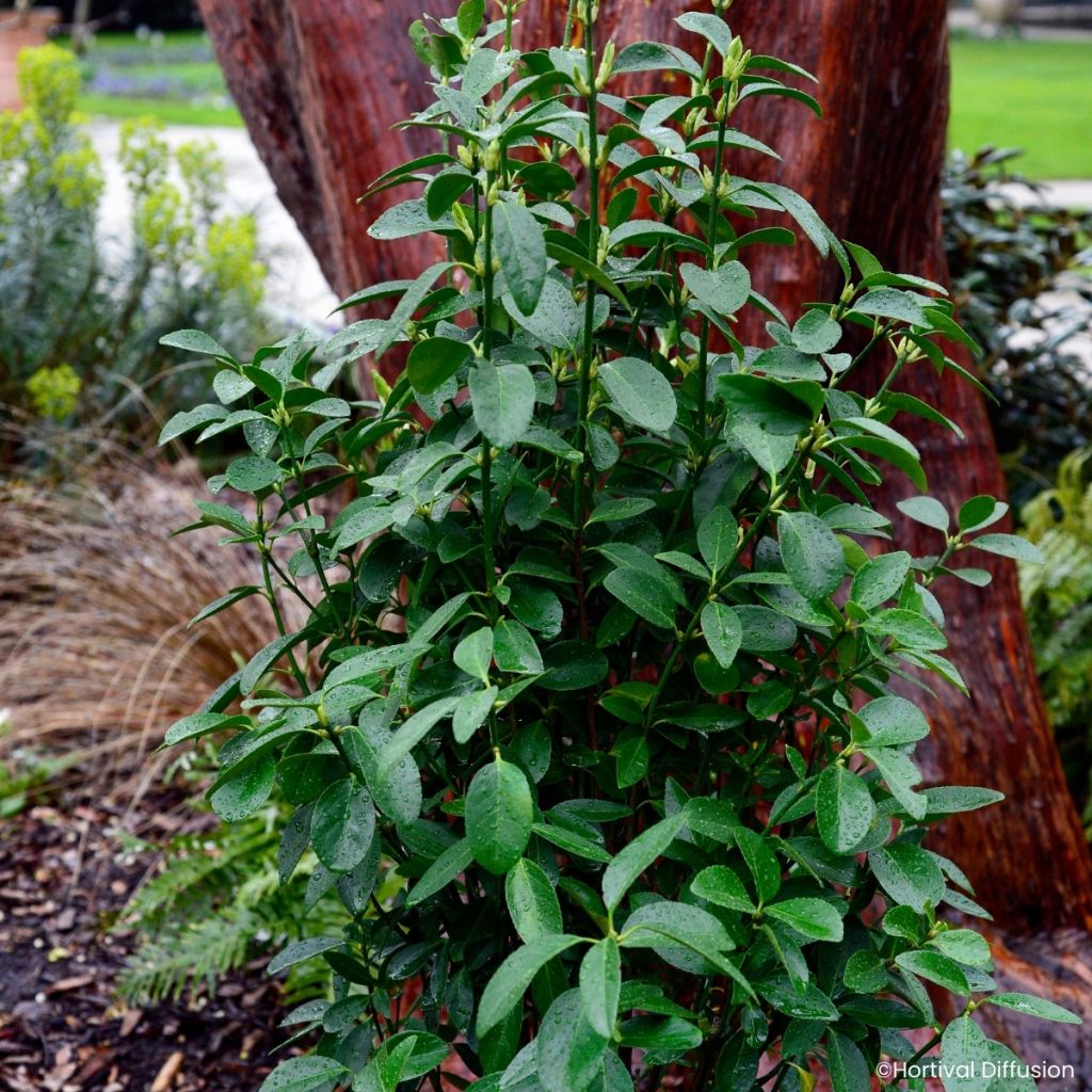 Fusaria giapponese Green Millenium