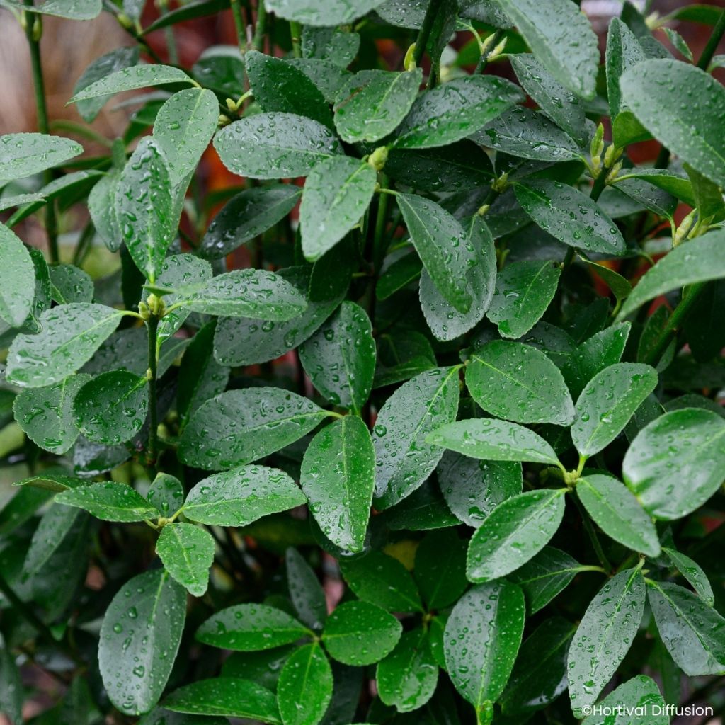 Fusaria giapponese Green Millenium