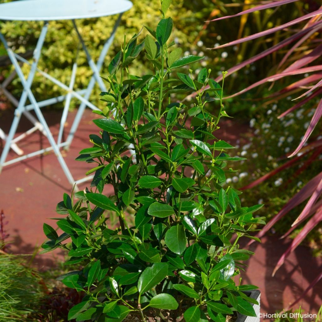 Fusaria giapponese Green Millenium