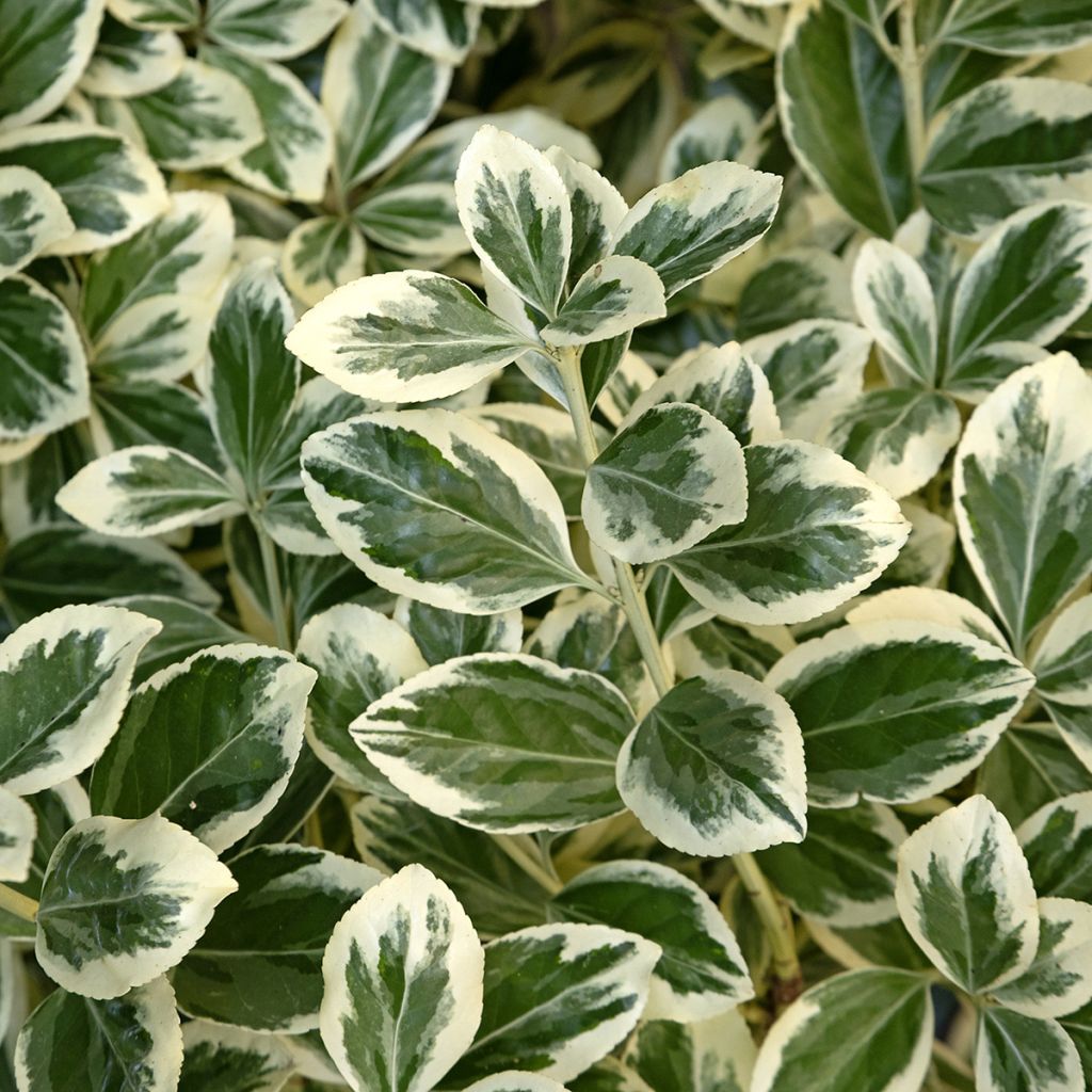 Fusaria giapponese Kathy