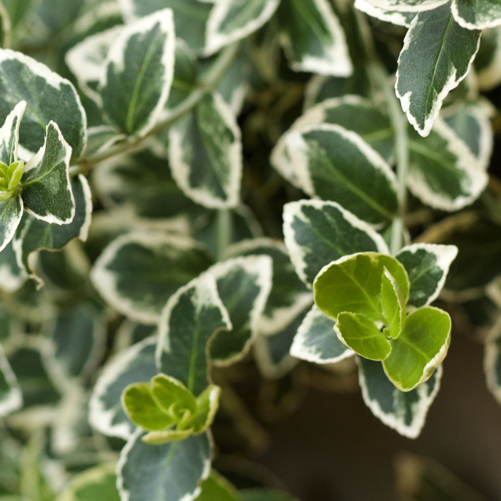 Fusaria giapponese Kathy