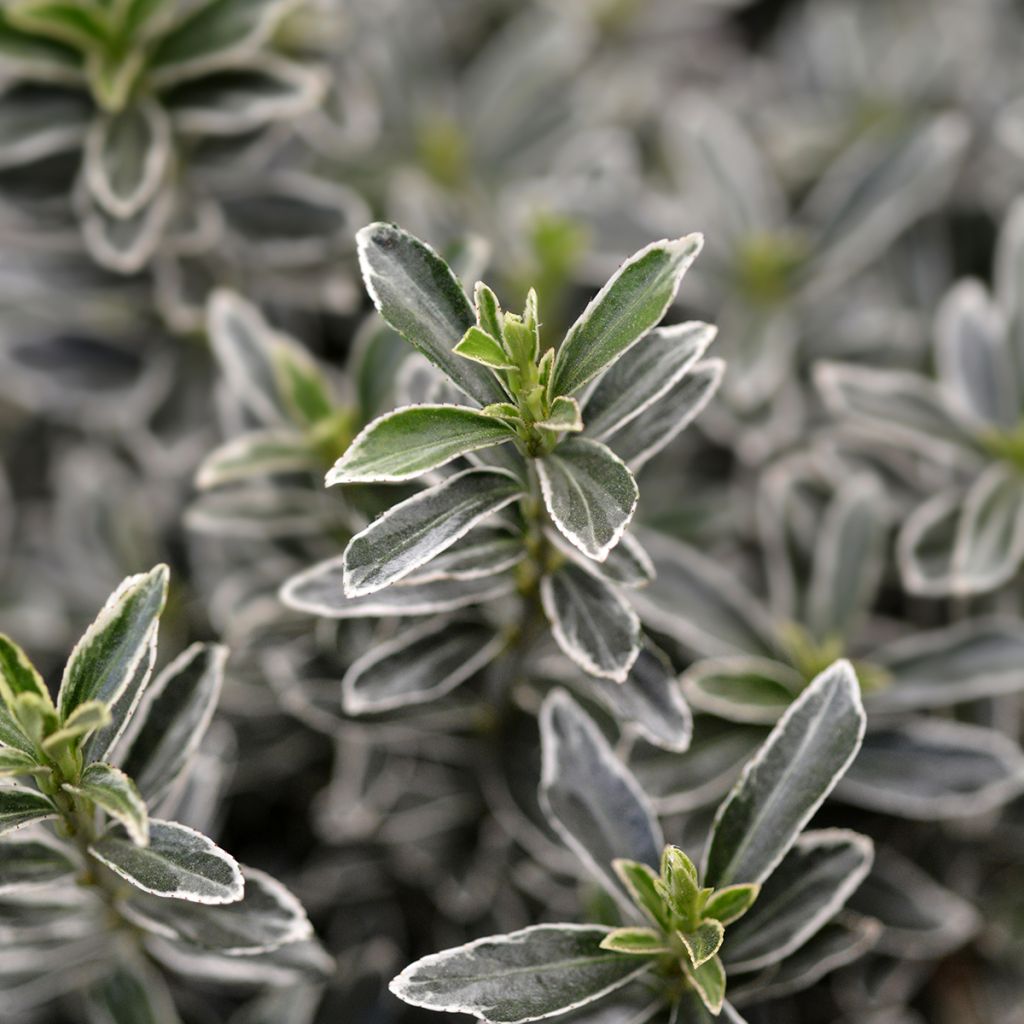 Fusaria giapponese Microphyllus Albovariegatus