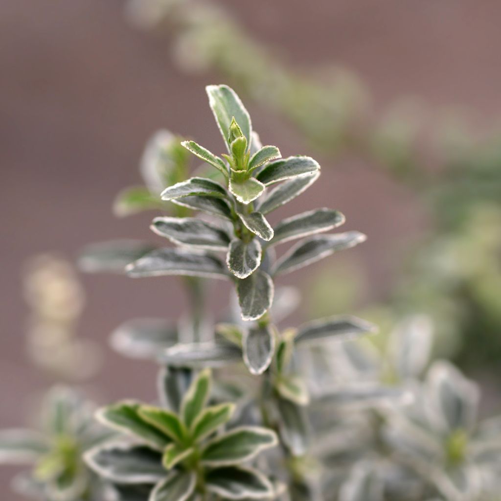 Fusaria giapponese Microphyllus Albovariegatus