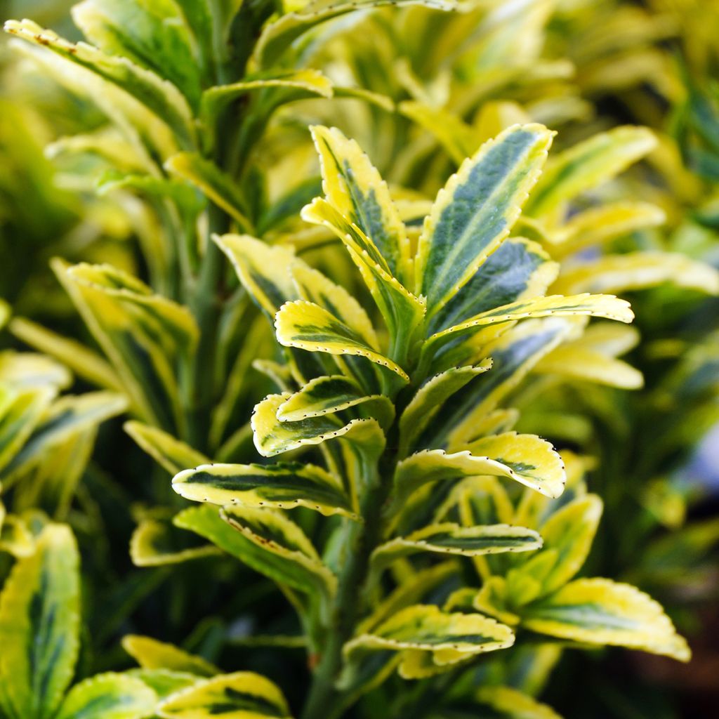 Fusaria giapponese Microphyllus Aureovariegatus
