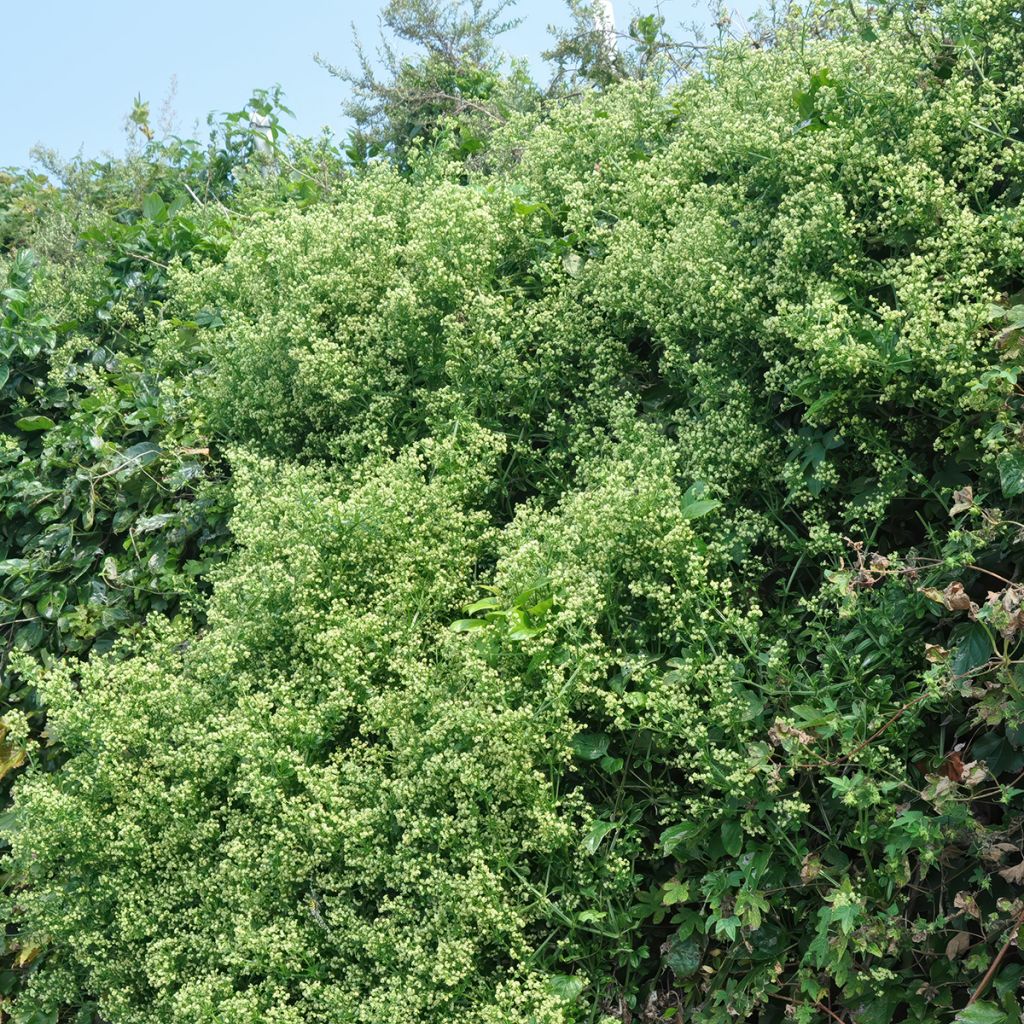 Fusaria giapponese Microphyllus