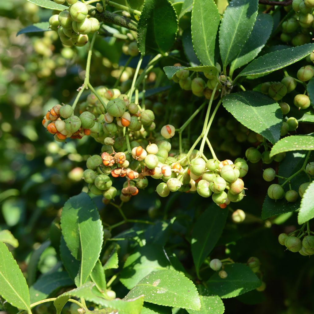 Fusaria giapponese Microphyllus