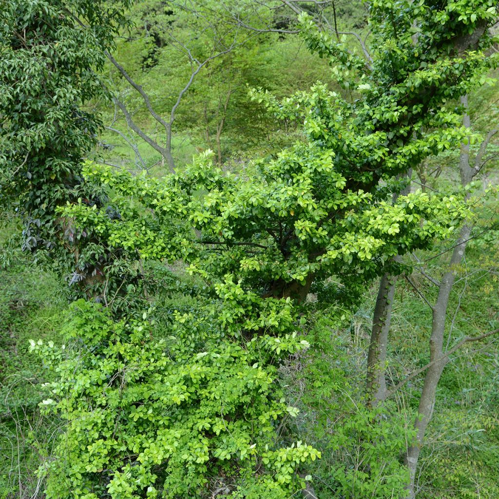 Fusaria giapponese Microphyllus
