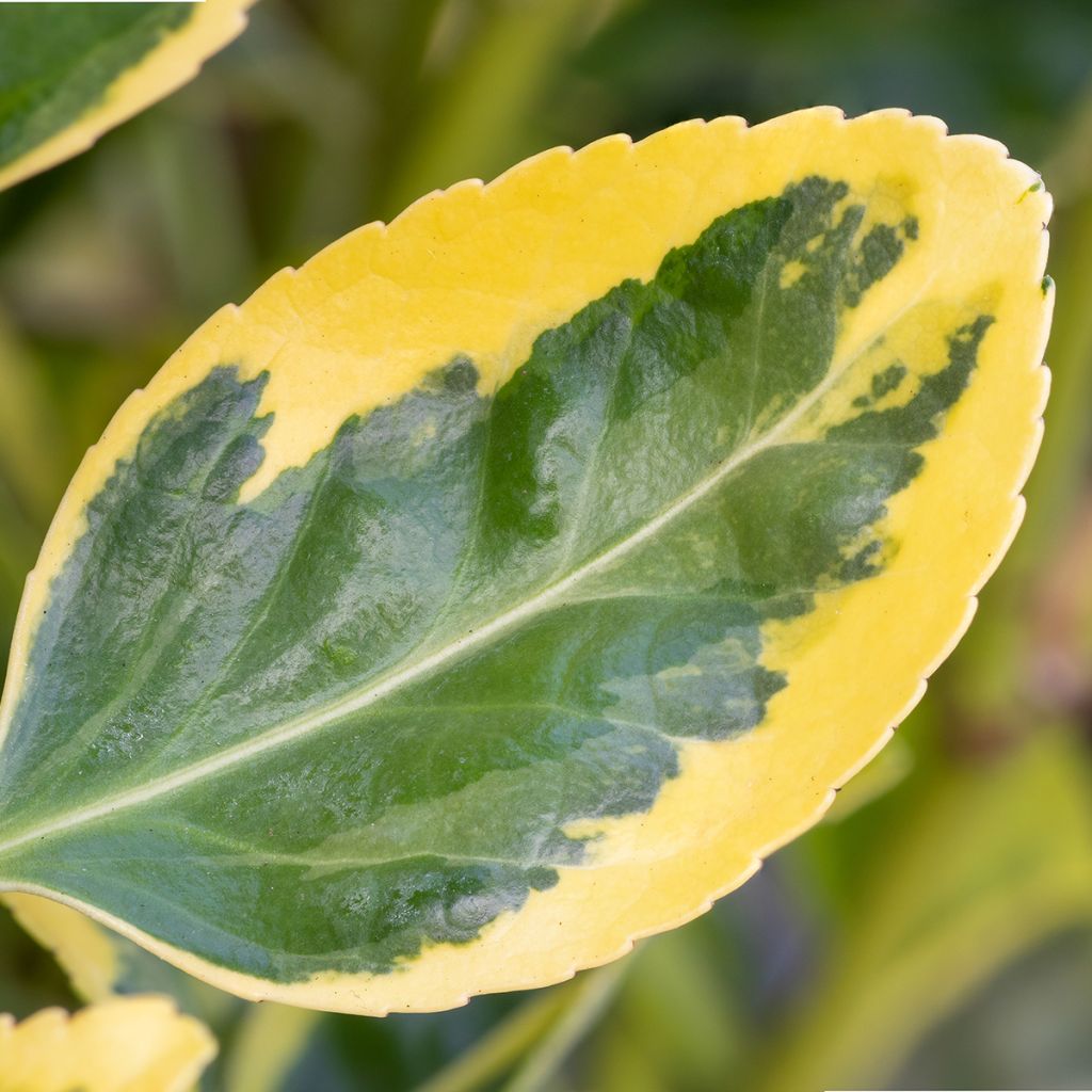 Fusaria giapponese Ovatus Aureus