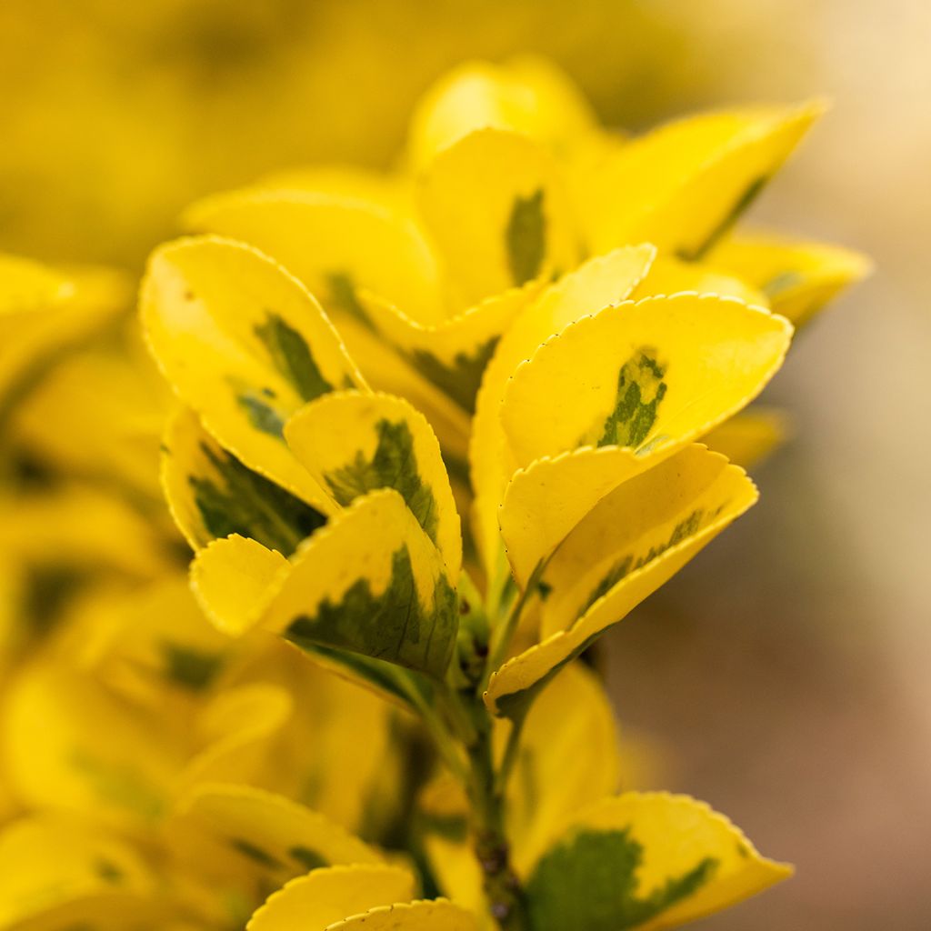 Fusaria giapponese Ovatus Aureus