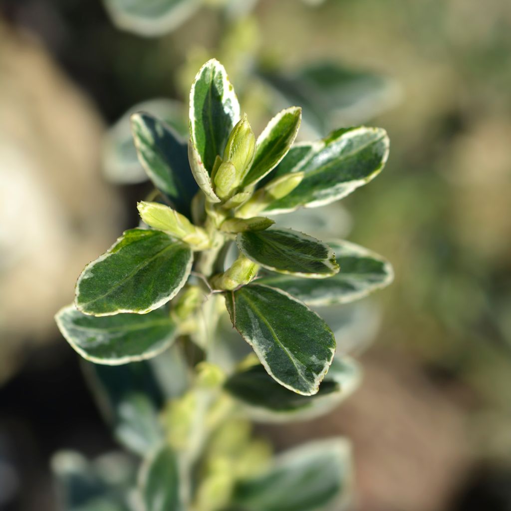 Fusaria giapponese Suzanne