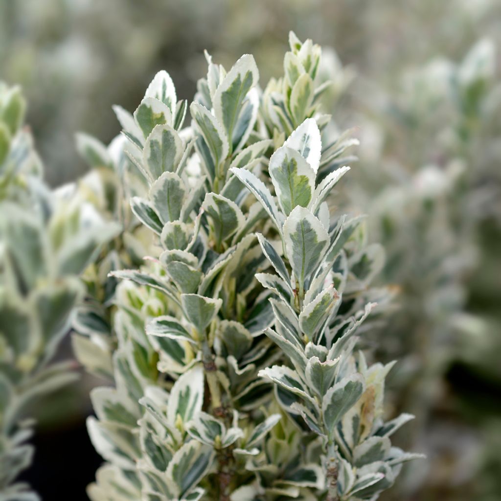 Fusaria giapponese White Spire