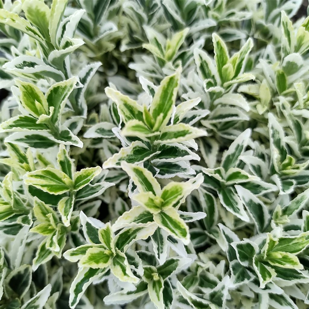 Fusaria giapponese White Spire