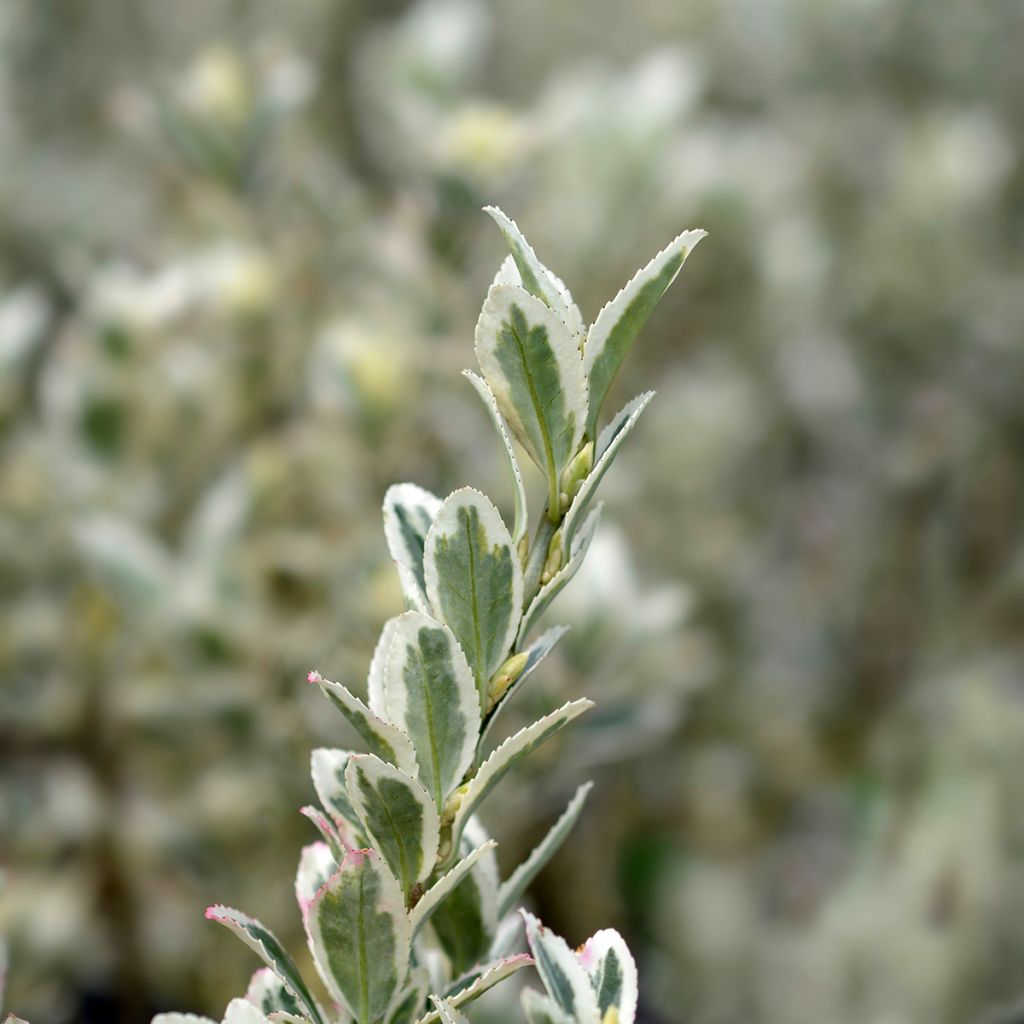 Fusaria giapponese White Spire