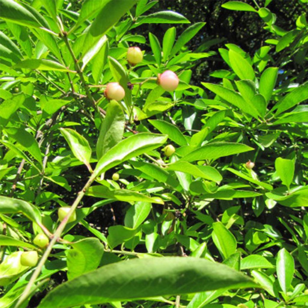 Euonymus myrianthus - Fusain de Chine