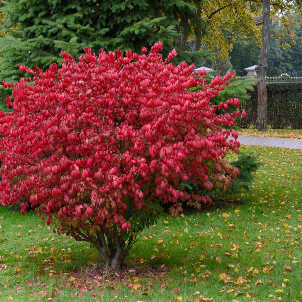 Euonymus alatus Fire Ball - Evonimo alato