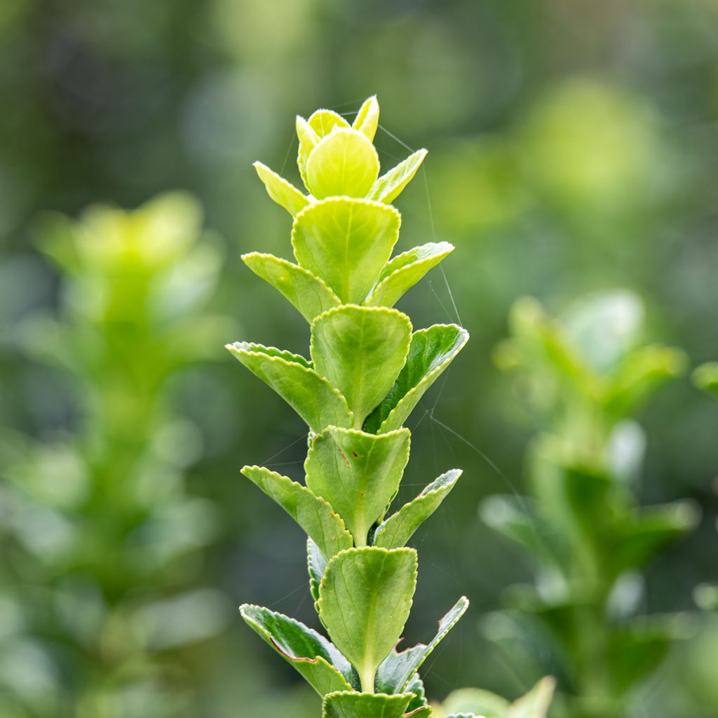 Fusaria giapponese Green Rocket