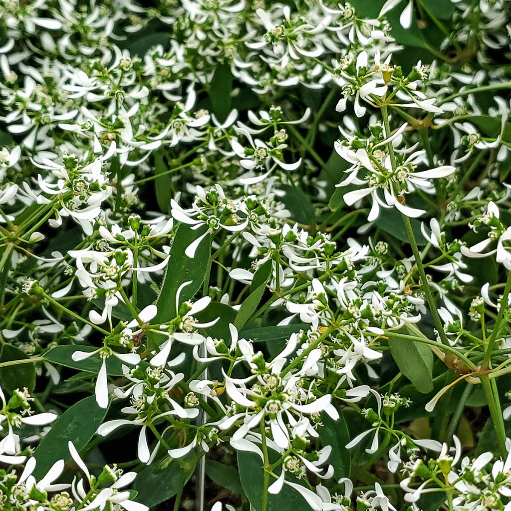 Euphorbe Diamond Frost - Chamaesyce hypericifolia