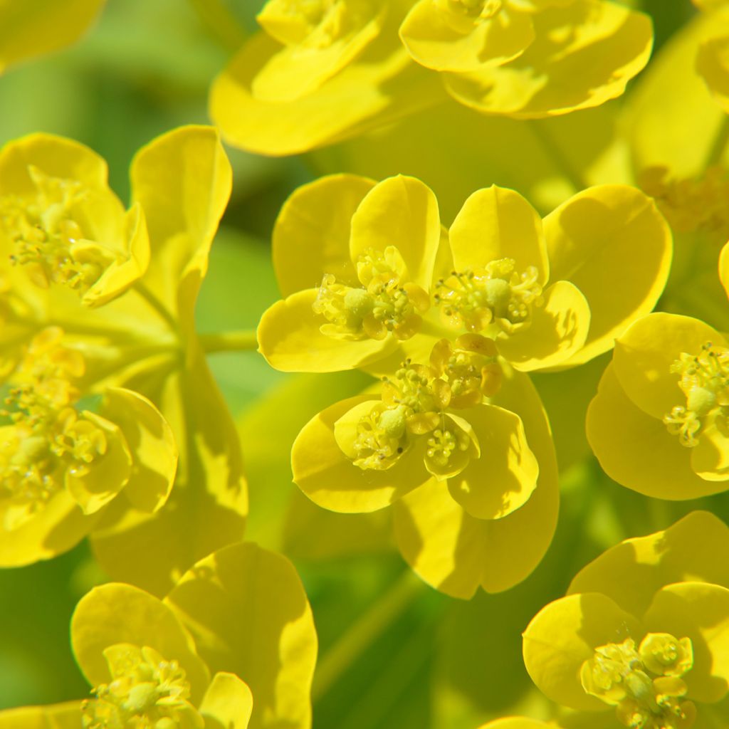 Euphorbia cornigera