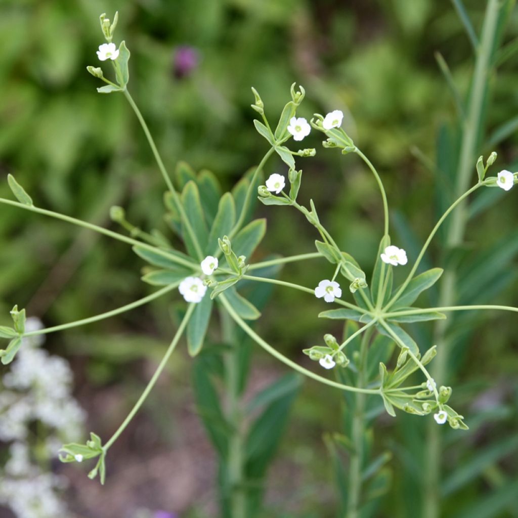 Euphorbia corollata