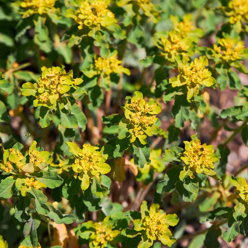 Euphorbia polychroma Major