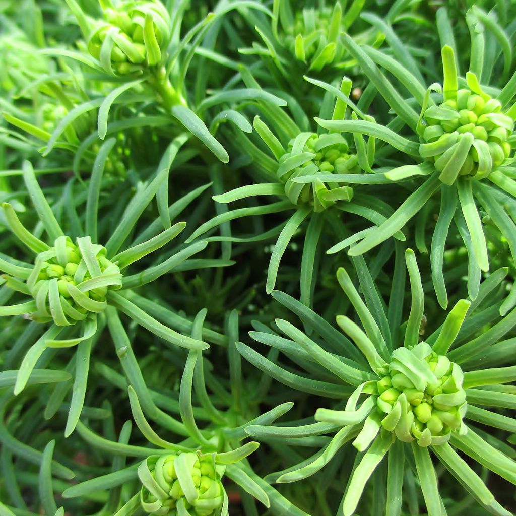 Euphorbia cyparissias - Euforbia cipressina