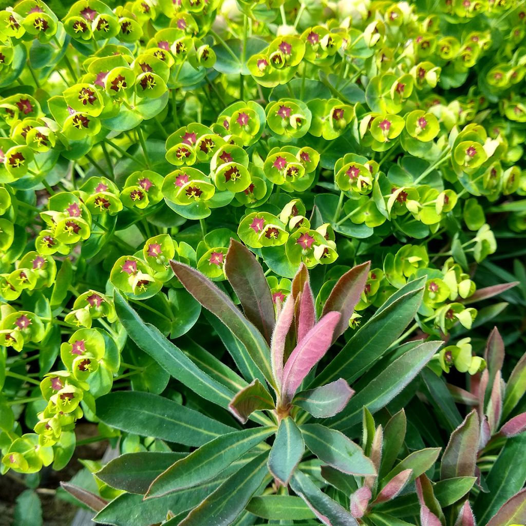 Euphorbia Redwing