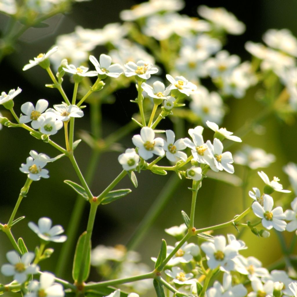 Euphorbia corollata