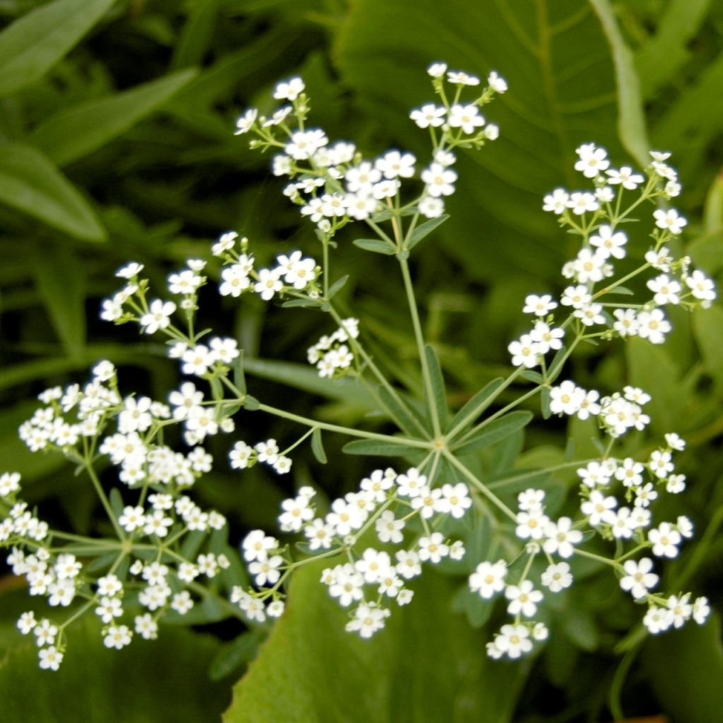 Euphorbia corollata
