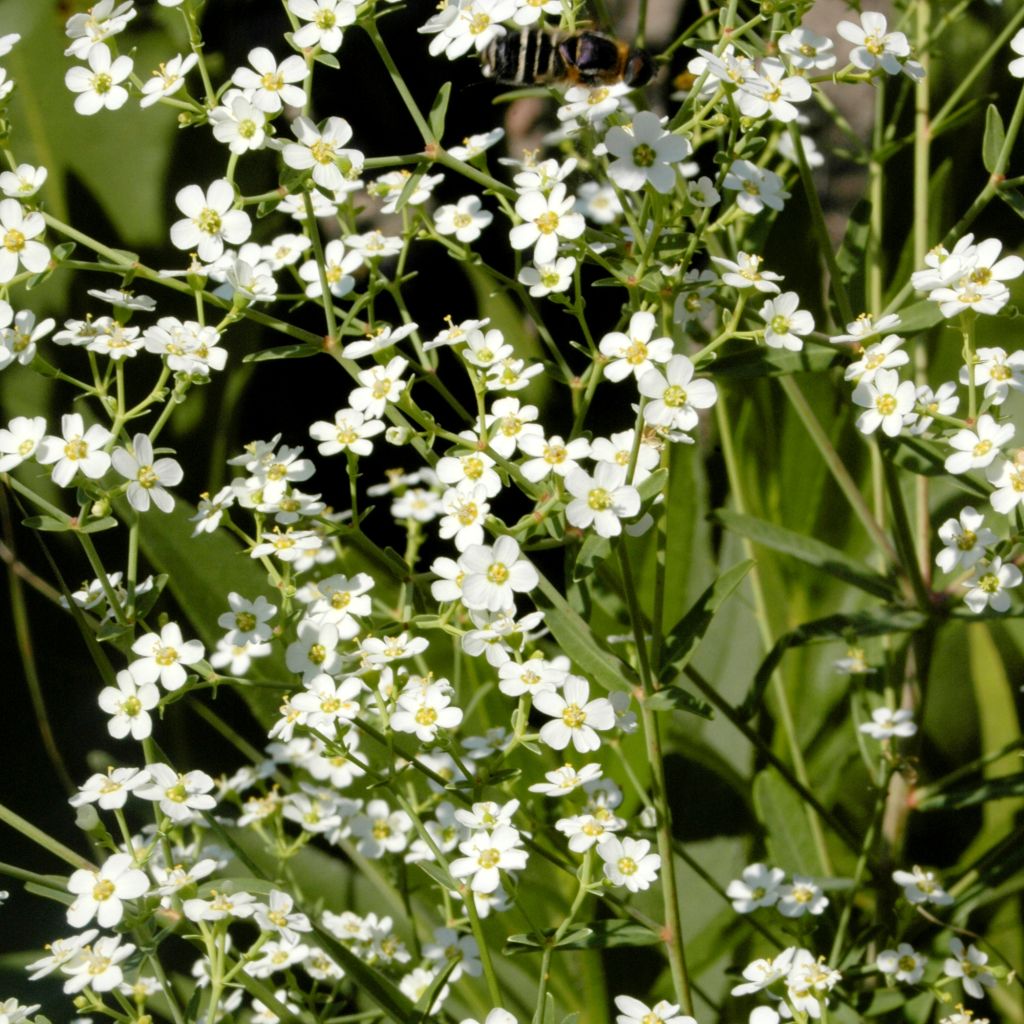 Euphorbia corollata
