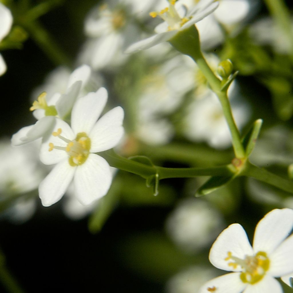 Euphorbia corollata