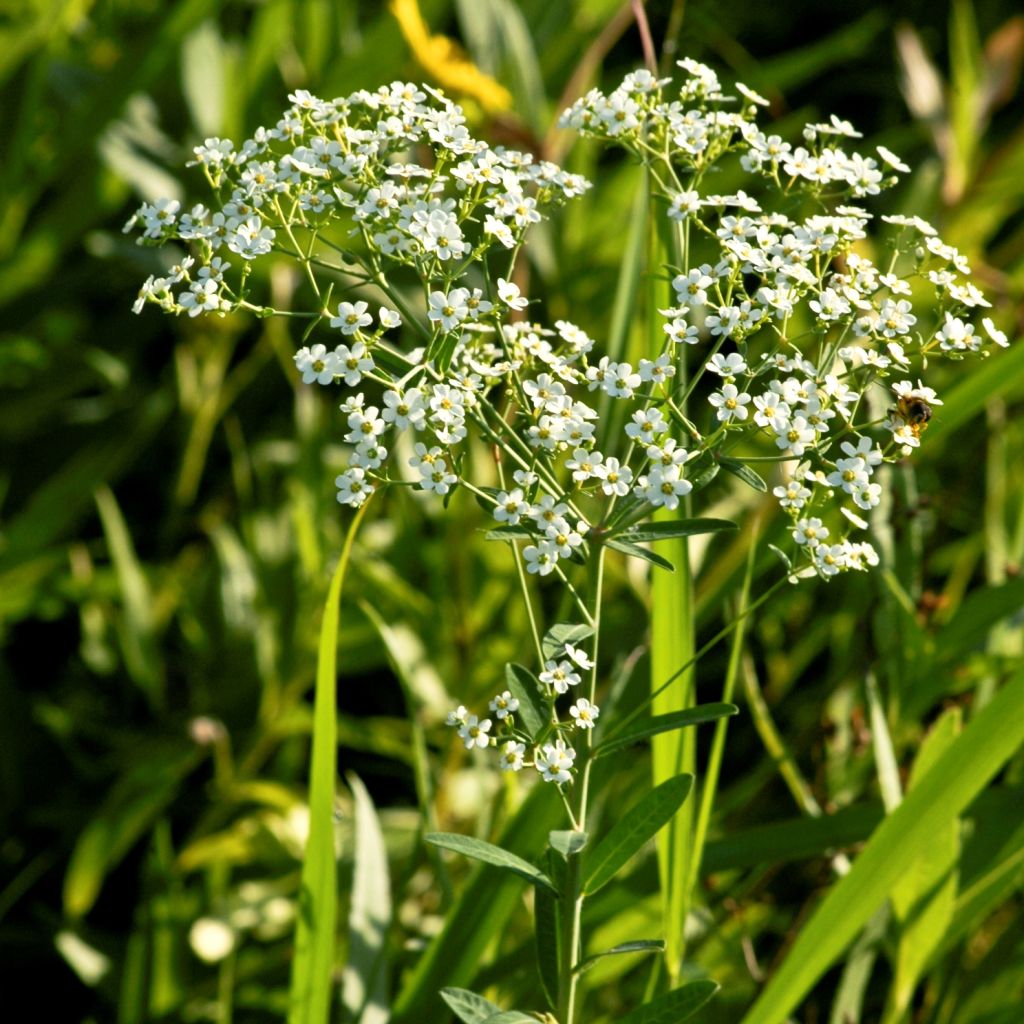 Euphorbia corollata