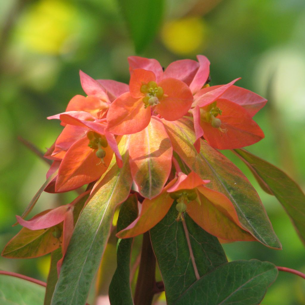 Euphorbia griffithii Dixter - Euphorbe de Griffith