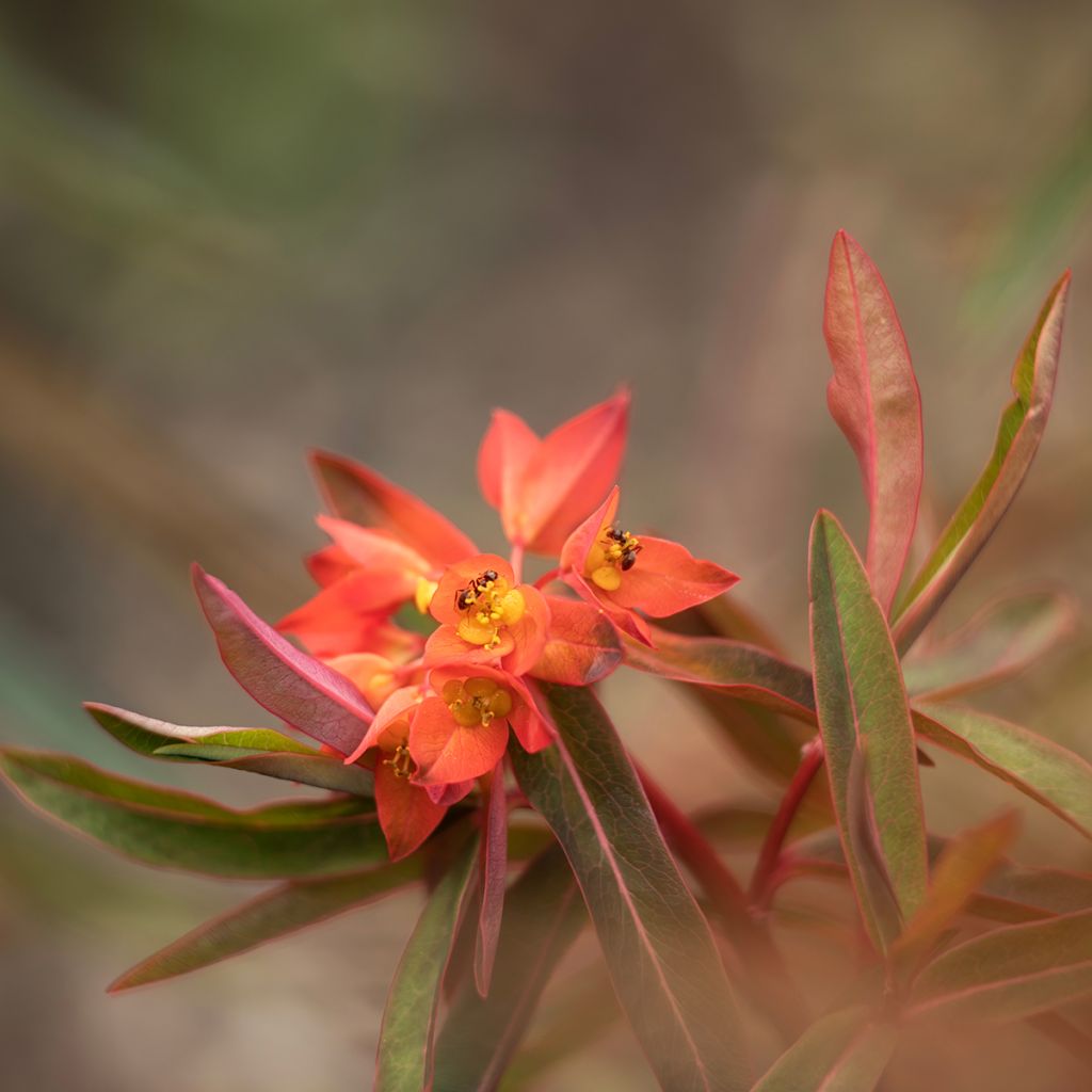Euphorbia griffithii Fireglow