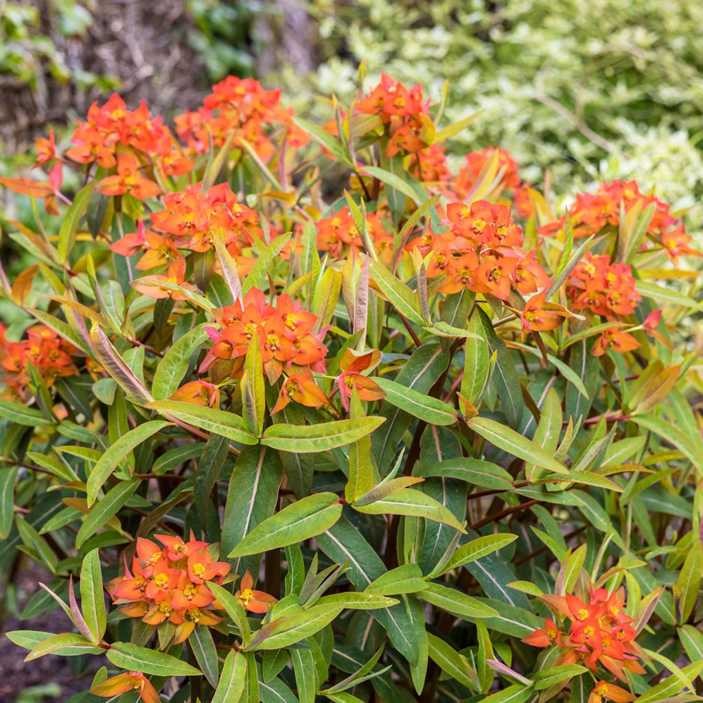 Euphorbia griffithii Fireglow