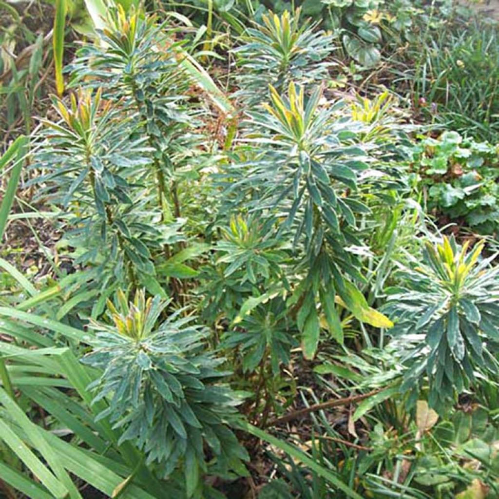 Euphorbia martinii