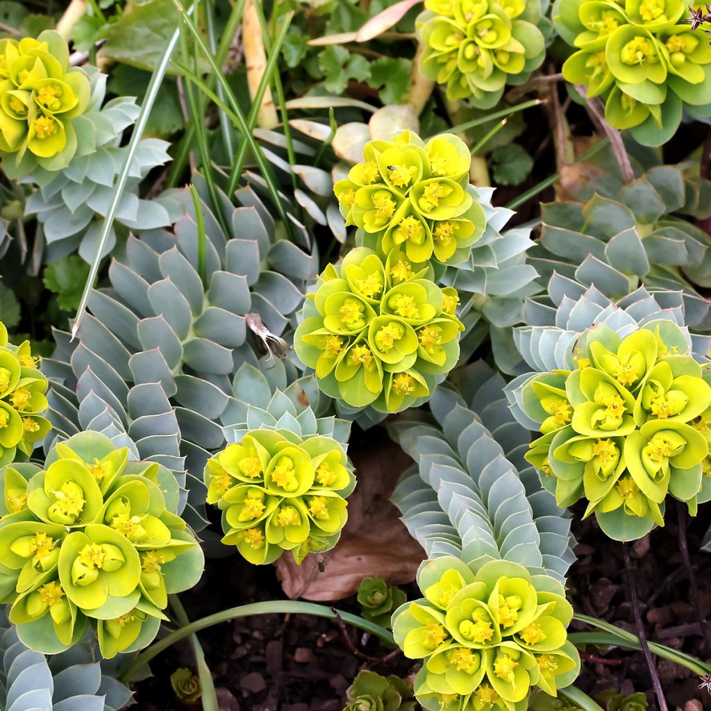 Euphorbia myrsinites