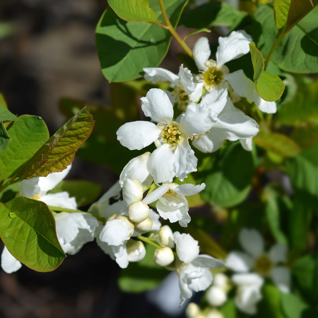 Exochorda serratifolia Snow White
