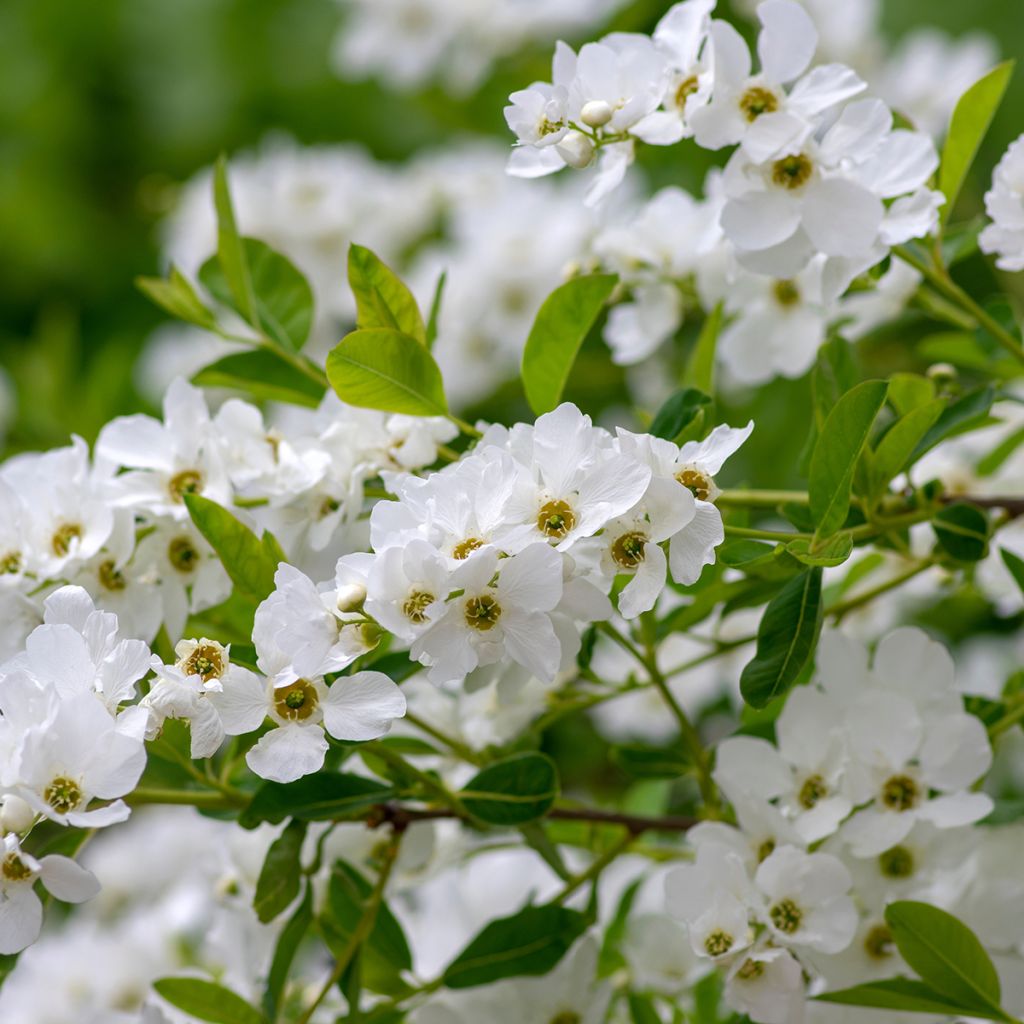 Exochorda racemosa Snow Mountain