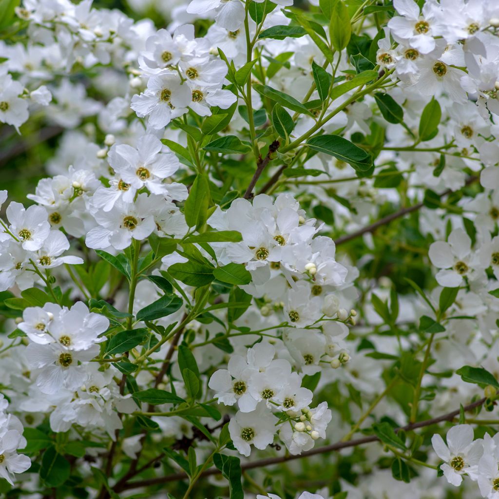 Exochorda racemosa Snow Mountain
